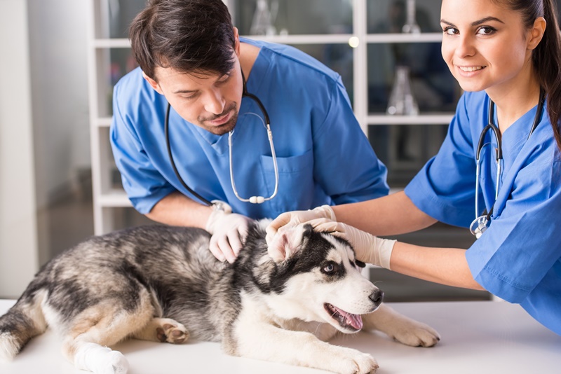 Train to Be a Veterinary Assistant! - High Desert Medical College