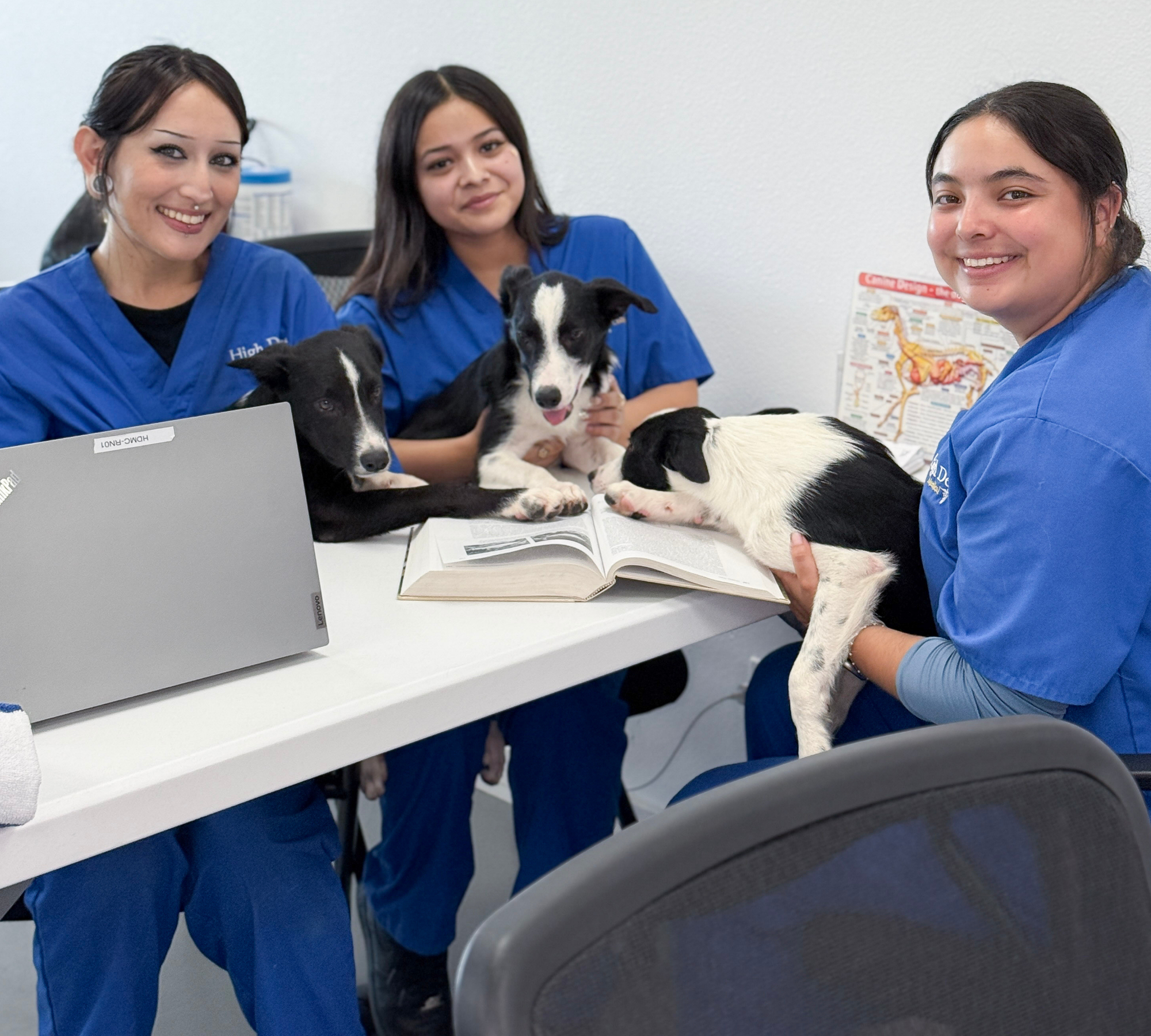 Veterinary Assistant